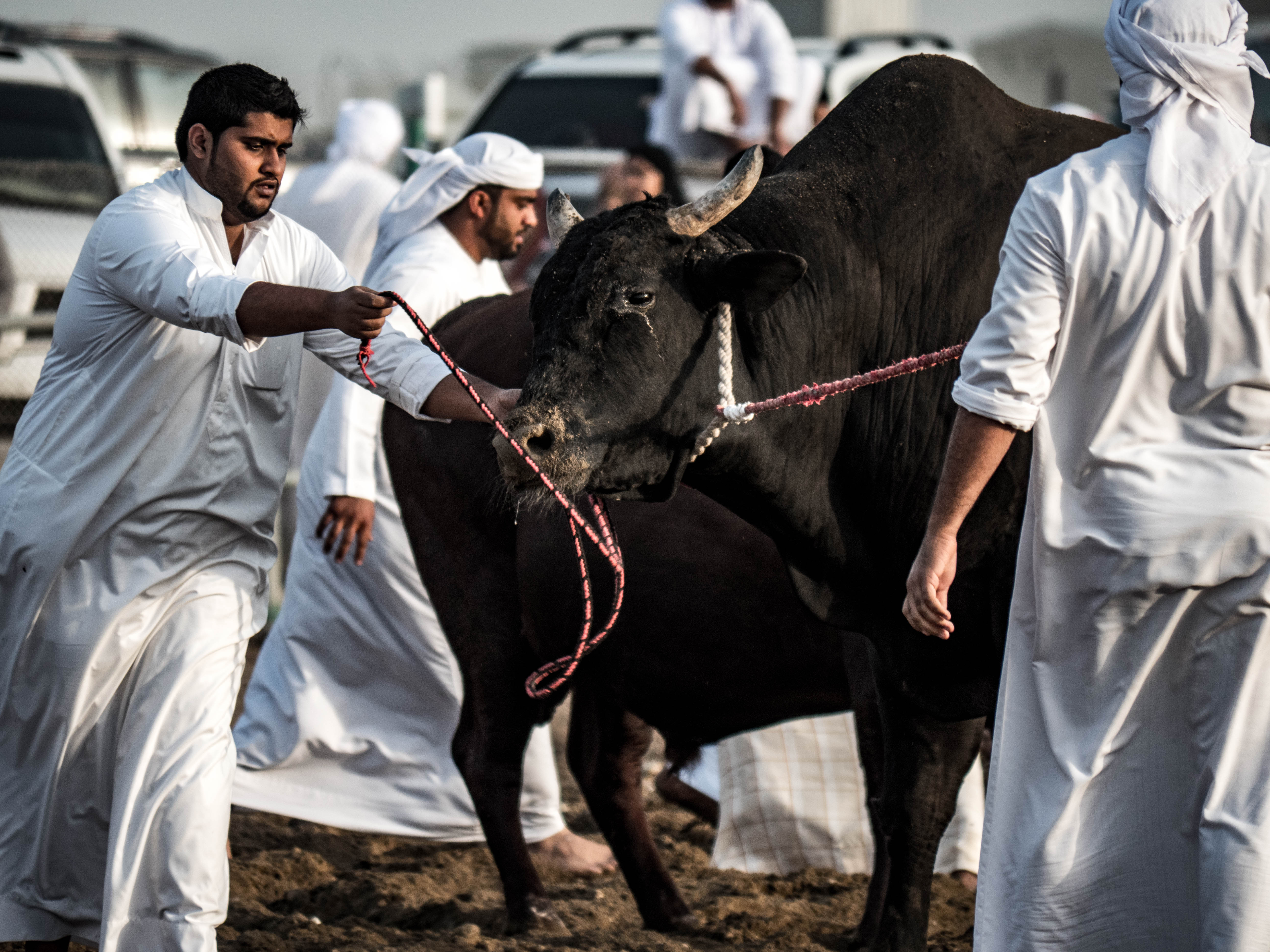 bull-fight-fujairah-uae_31162247850_o.jpg